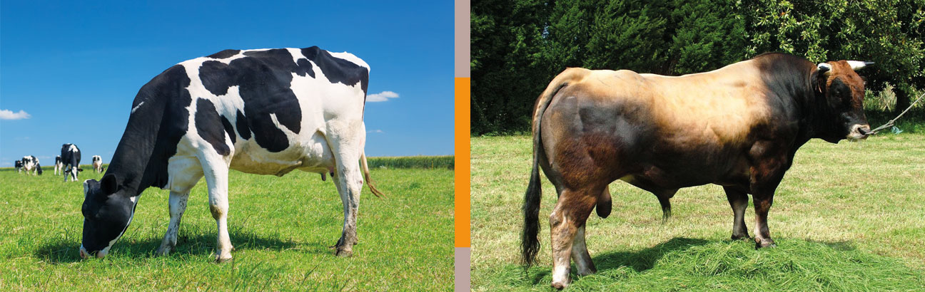 Vaca frisona y toro asturaiana de los valles